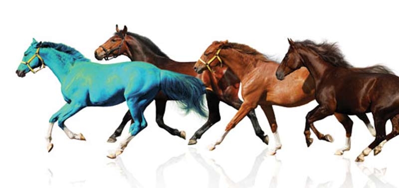 colorful horses